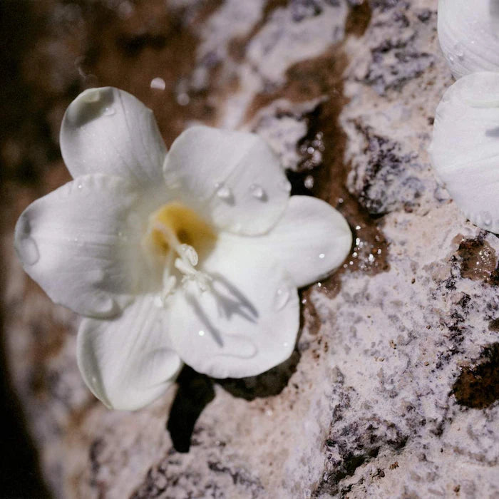 BAJO PEDIDO - Chloé  Nomade Eau de Parfum with Freesia Flower, Cherry Plum & Oak Moss